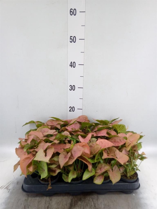 <h4>Syngonium  'Red Heart'</h4>