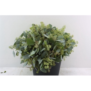Euca Populus Berry Short 150gr P Bunch