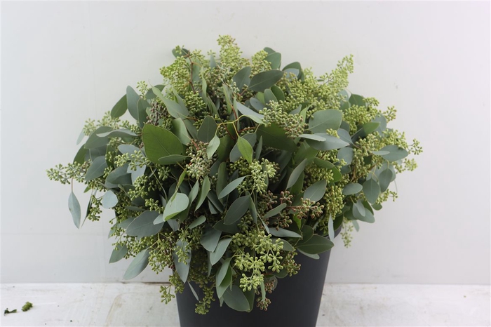<h4>Euca Populus Berry Short 150gr P Bunch</h4>