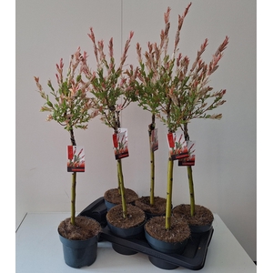 SALIX IN FLAMINGO