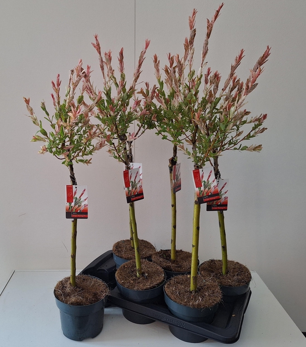 <h4>SALIX IN FLAMINGO</h4>