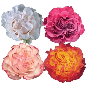 R Gr Mixbox Garden Like