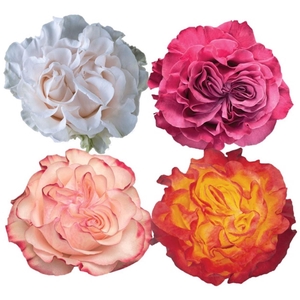 R Gr Mixbox Garden Like