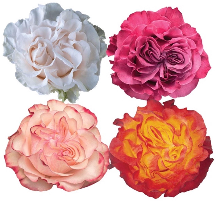 <h4>R Gr Mixbox Garden Like</h4>