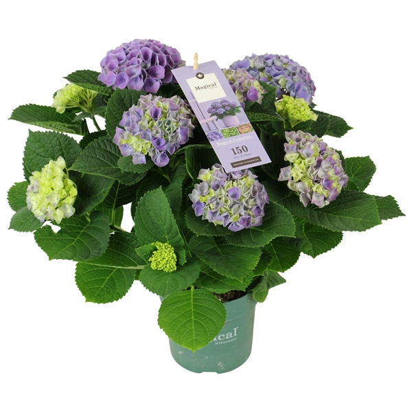 Hydrangea Magical Evolution ® blue 5/6 flowers