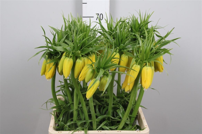 <h4>Fritillaria Lutea</h4>