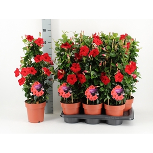 MANDE DI TOPAZE VERM