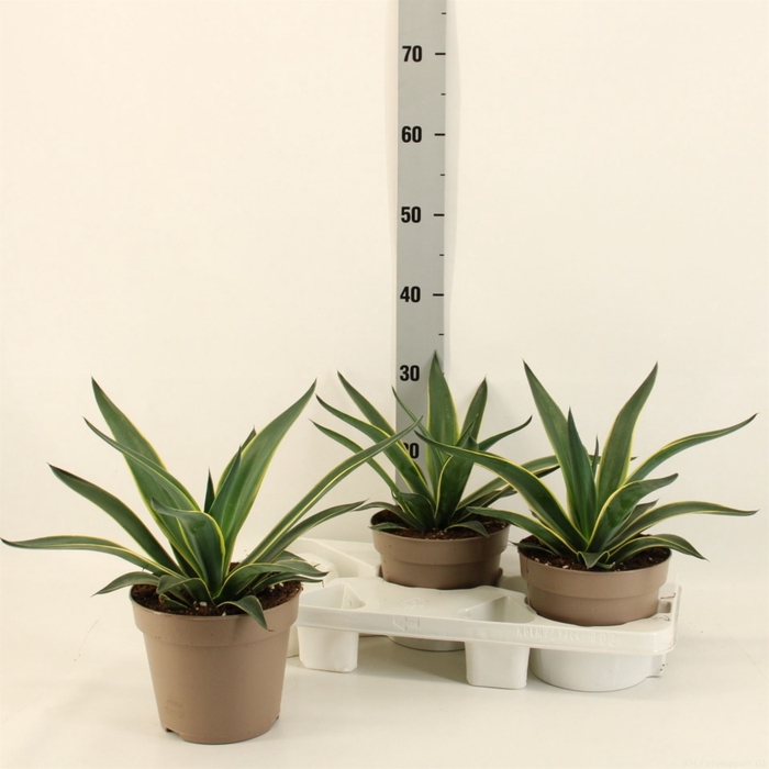 <h4>Agave americana</h4>