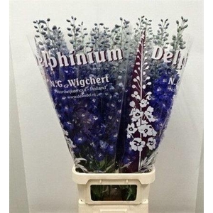 Delph Du Dewi Blue Star