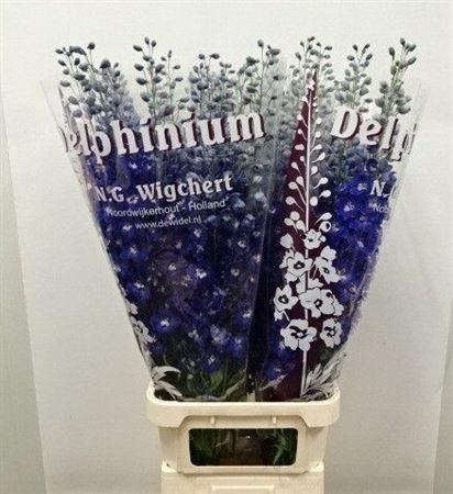 <h4>Delph Du Dewi Blue Star</h4>