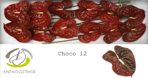 Anthurium Choco