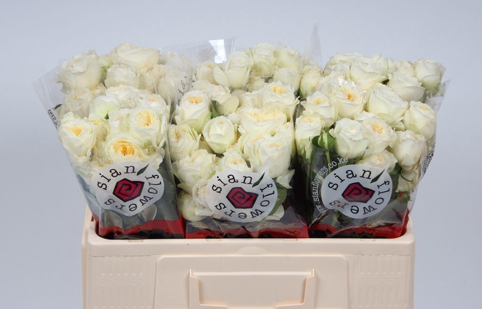 <h4>R TR ROYAL PARK</h4>