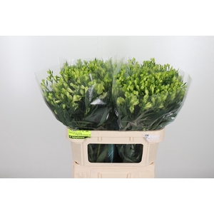 Alstroemeria White Pearls 90 Gram