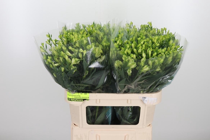 <h4>Alstroemeria White Pearls 90 Gram</h4>