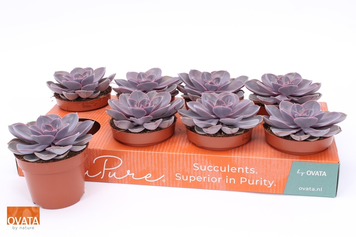 <h4>ECHEV PURPLE PEARL</h4>