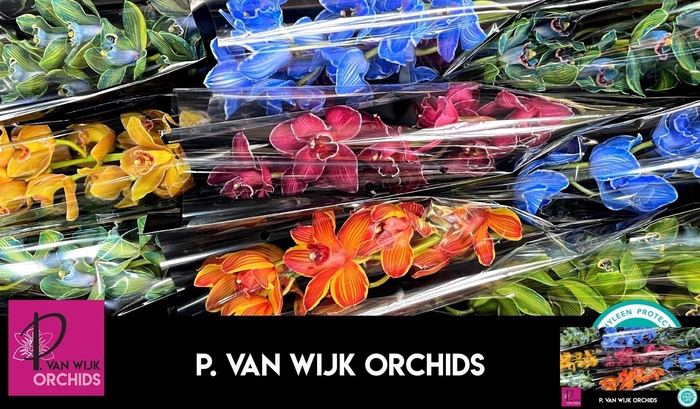 <h4>CYMB T KLB H%</h4>