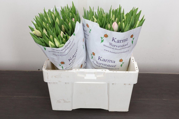 <h4>Tu En First Class</h4>