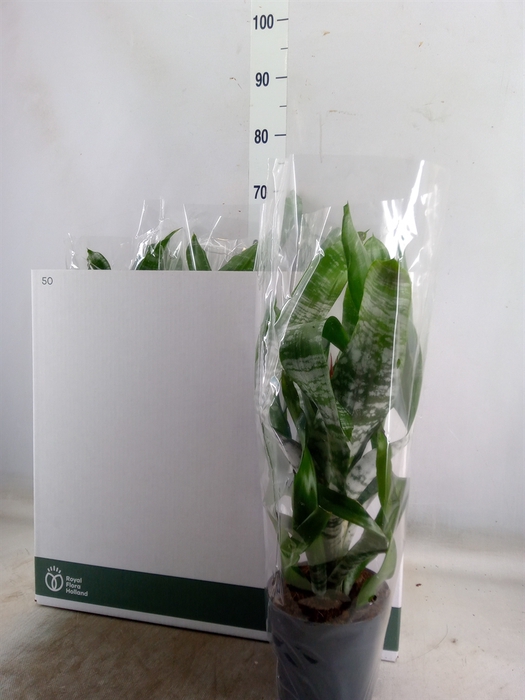 <h4>Aechmea fasciata 'Primera'</h4>