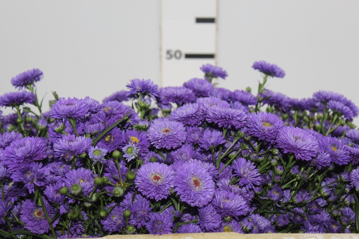 <h4>ASTER RADIANTE PLUS 050 CM MIN 20 GRAMAS</h4>