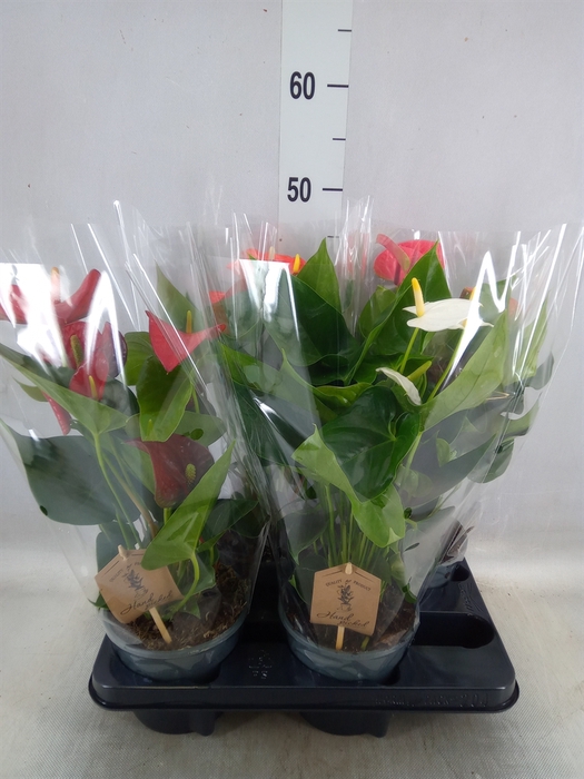 <h4>Anthurium   ...mix 4</h4>