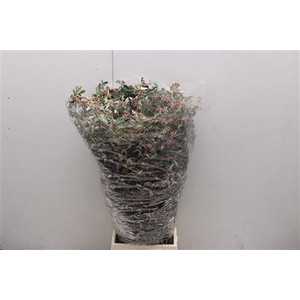 Cotoneaster Kort