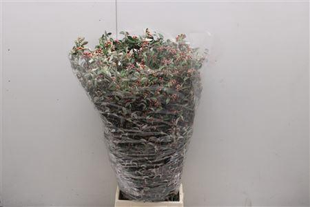 <h4>Cotoneaster Kort</h4>