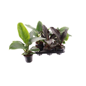 Philodendron Imperial Green 12Ø 30cm