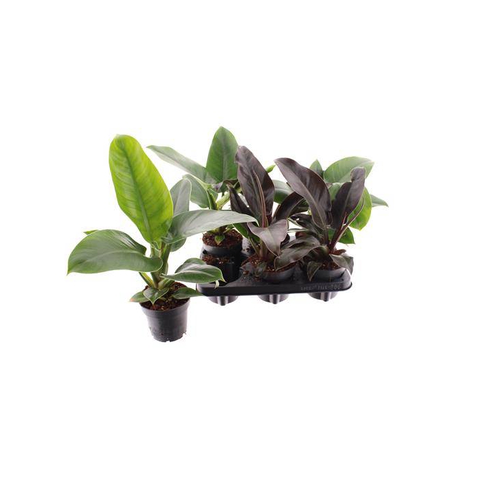 <h4>Philodendron Imperial Green 12Ø 30cm</h4>