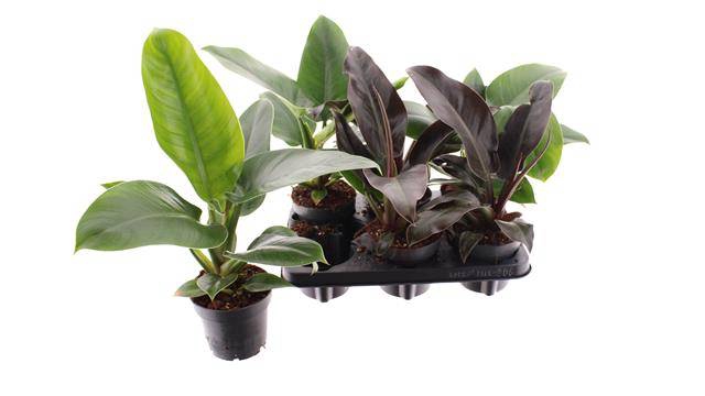 Philodendron Imperial Green 12Ø 30cm