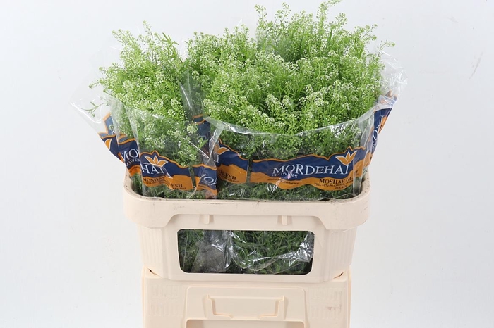 <h4>Lep Ru Green Bell</h4>