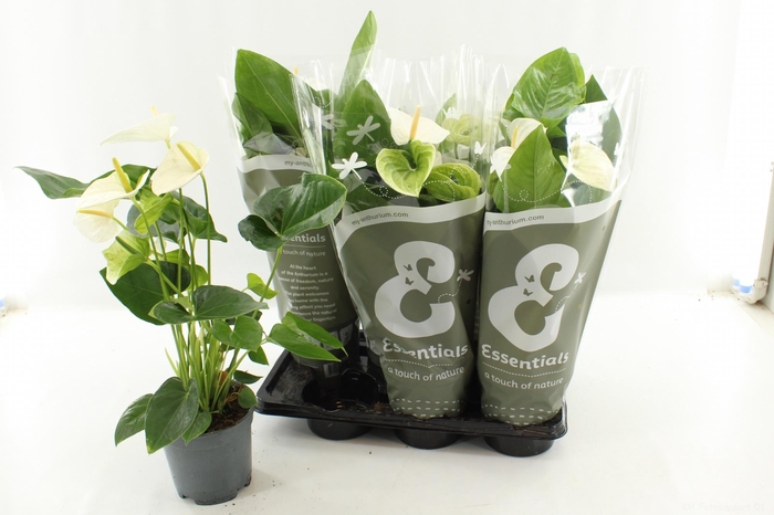 <h4>ANTHU AN ALASKA</h4>