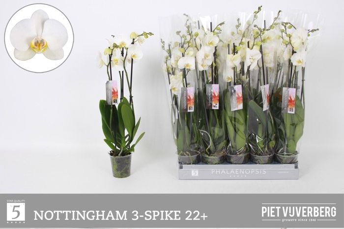 <h4>PHAL AN NOTTINGHAM</h4>