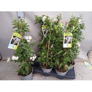 SOLANUM JASMINOIDES
