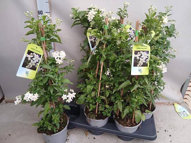<h4>SOLANUM JASMINOIDES</h4>
