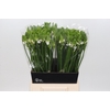 Ornithogalum Thyrsoides