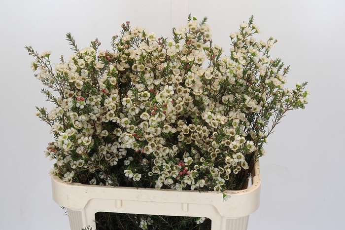 <h4>Chamelaucium Gil</h4>