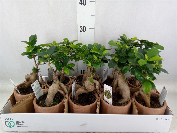 <h4>Ficus microcarpa 'Ginseng'</h4>