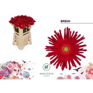 Gerbera Gerpasta Brenn