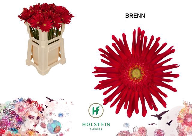 <h4>Gerbera Gerpasta Brenn</h4>