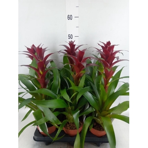 Guzmania  'Nextara'