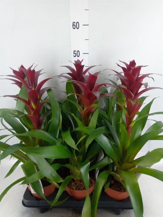 <h4>Guzmania 'Nextara'</h4>