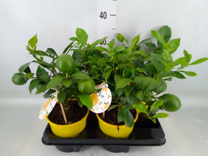 <h4>Citrus meyeri 'Meyer'</h4>