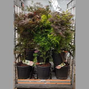 ACER PALMATUM