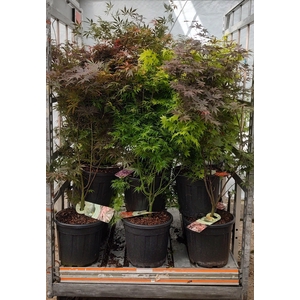 ACER PALMATUM