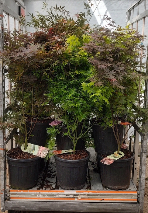 <h4>ACER PALMATUM</h4>