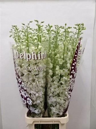 Delph El Dewi Impressive White