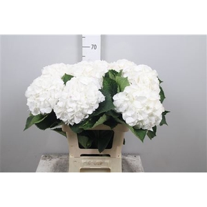 Hydr M White Verena