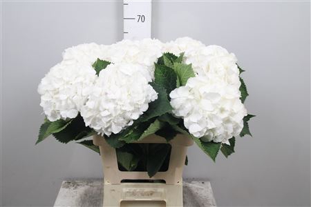 <h4>Hydr M White Verena</h4>