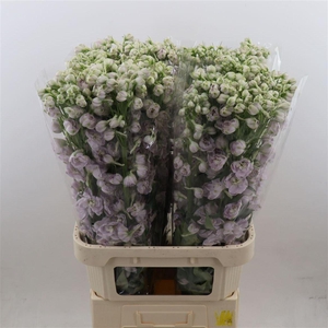 Delphinium Spijker
