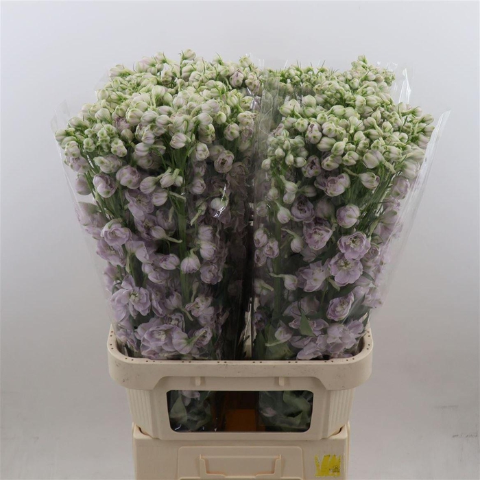 <h4>Delphinium Spijker</h4>